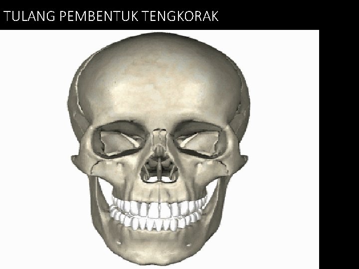 TULANG PEMBENTUK TENGKORAK 