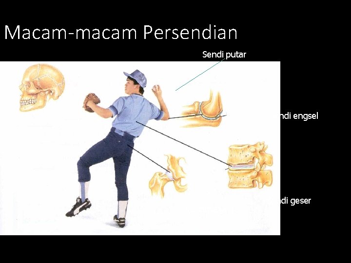 Macam-macam Persendian Sendi putar Sendi engsel Sendi peluru Sendi geser 