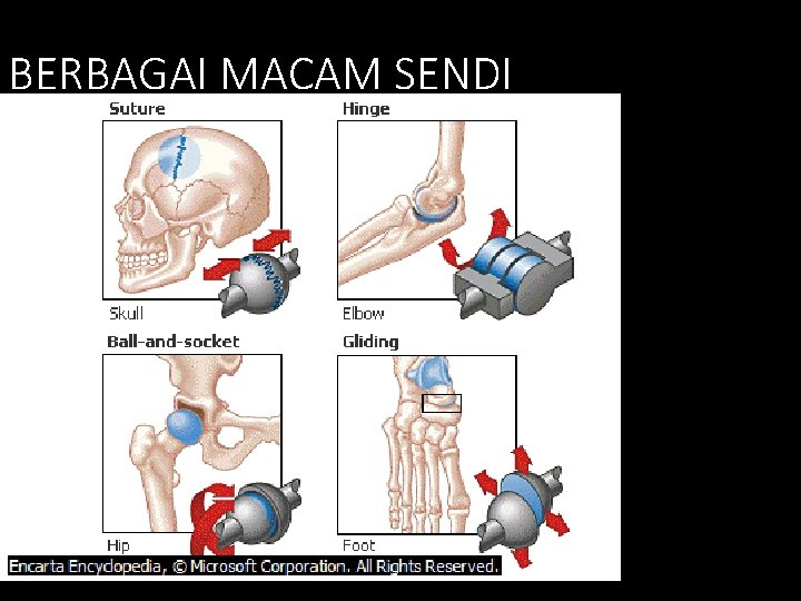 BERBAGAI MACAM SENDI 