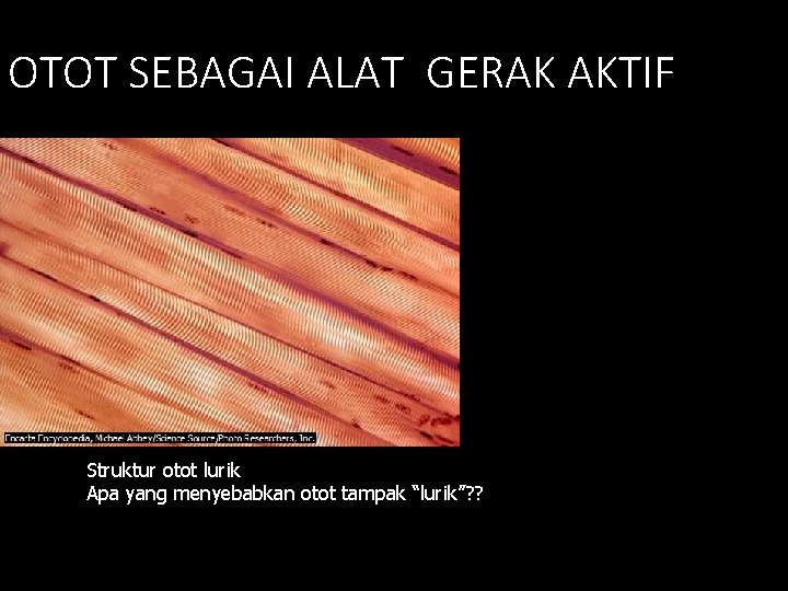 OTOT SEBAGAI ALAT GERAK AKTIF Struktur otot lurik Apa yang menyebabkan otot tampak “lurik”?