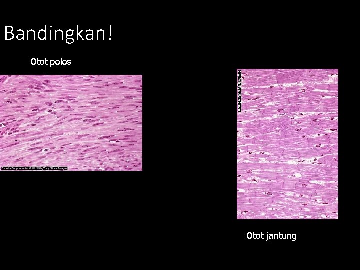 Bandingkan! Otot polos Otot jantung 