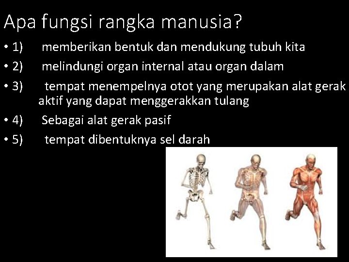 Apa fungsi rangka manusia? • 1) memberikan bentuk dan mendukung tubuh kita • 2)