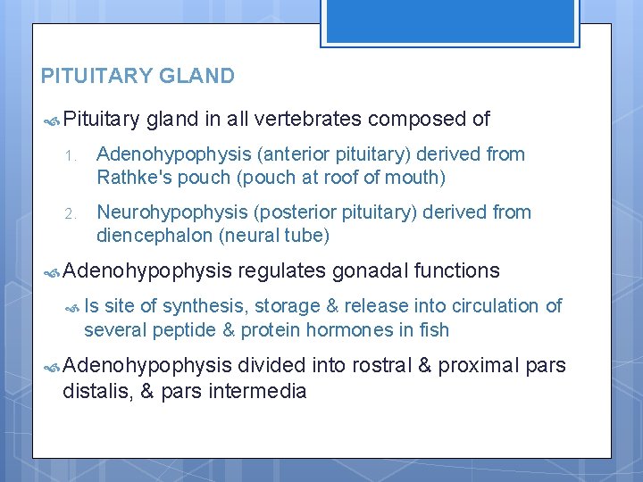 PITUITARY GLAND Pituitary gland in all vertebrates composed of 1. Adenohypophysis (anterior pituitary) derived