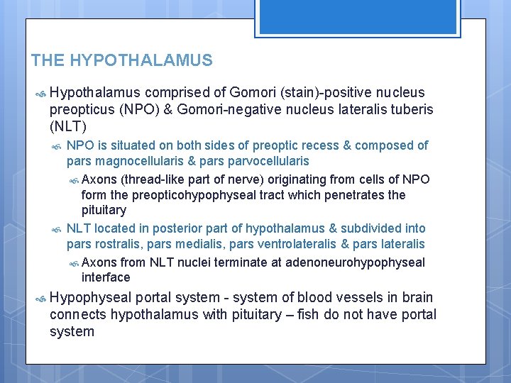THE HYPOTHALAMUS Hypothalamus comprised of Gomori (stain)-positive nucleus preopticus (NPO) & Gomori-negative nucleus lateralis