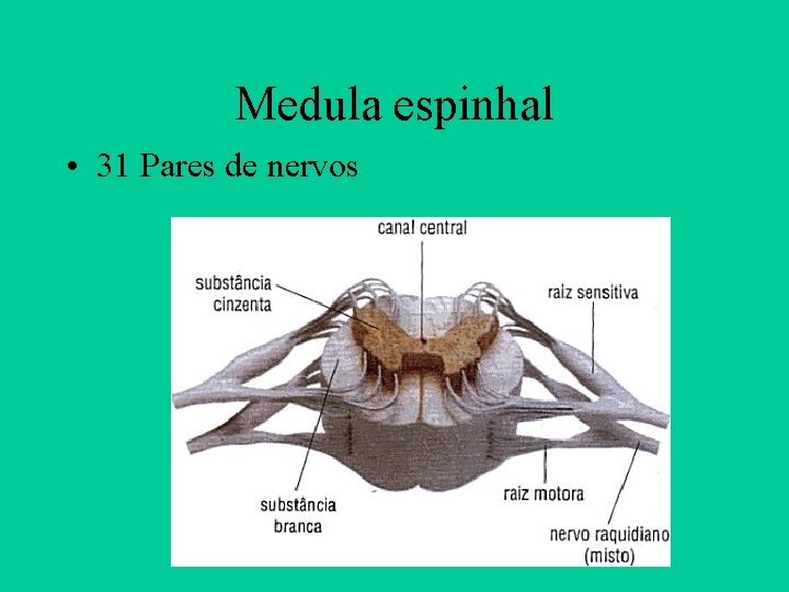 Medula espinhal • 31 Pares de nervos 