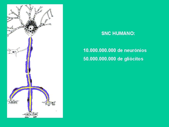 SNC HUMANO: 10. 000 de neurônios 50. 000 de gliócitos 