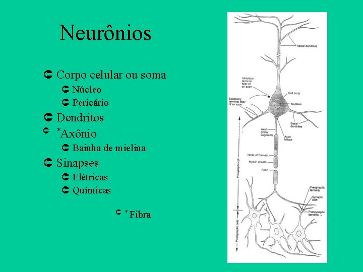 Neurônios Û Corpo celular ou soma Û Núcleo Û Pericário Û Dendritos Û *Axônio