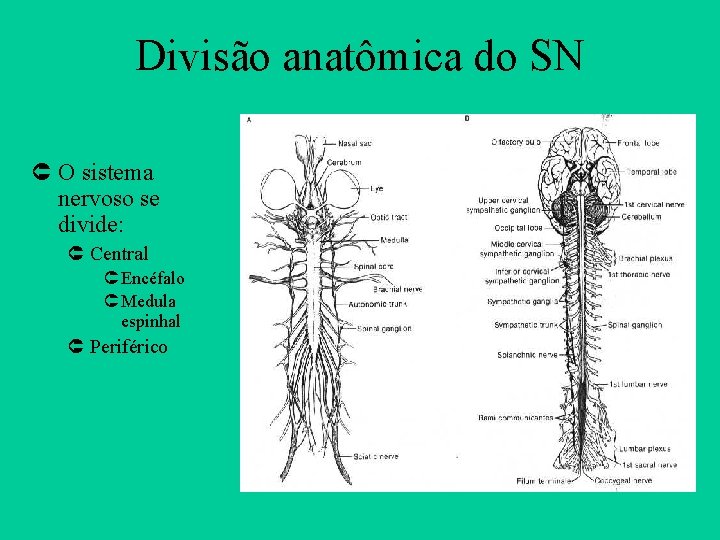 Divisão anatômica do SN Û O sistema nervoso se divide: Û Central Û Encéfalo