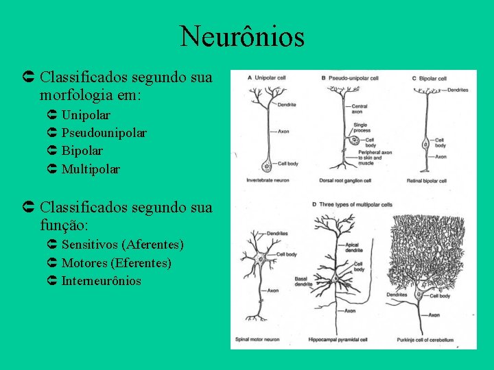 Neurônios Û Classificados segundo sua morfologia em: Û Unipolar Û Pseudounipolar Û Bipolar Û