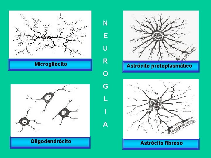 N E U Microgliócito R Astrócito protoplasmático O G L I A Oligodendrócito Astrócito