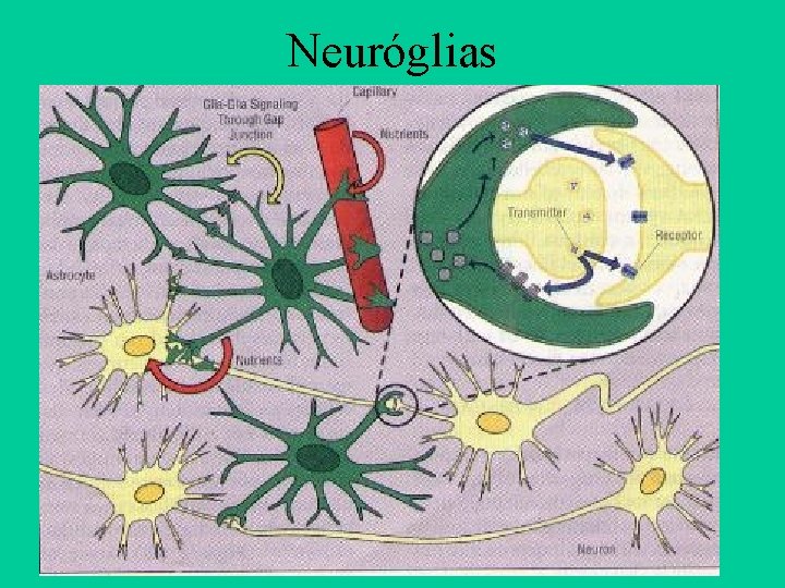 Neuróglias 