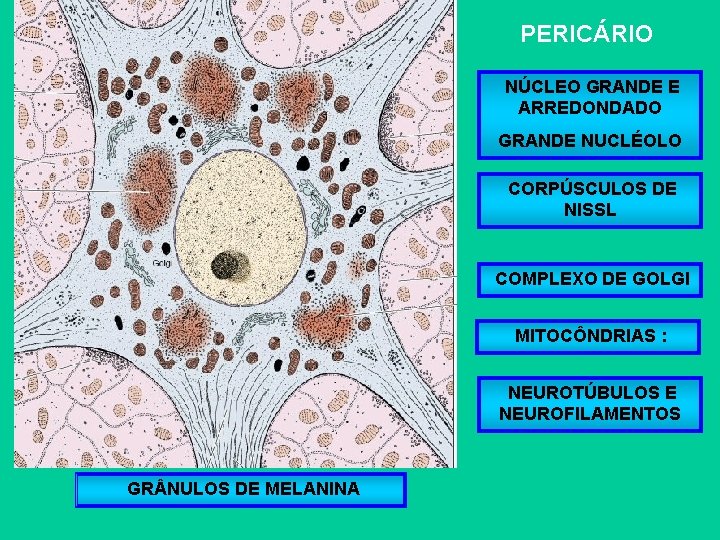 PERICÁRIO NÚCLEO GRANDE E ARREDONDADO GRANDE NUCLÉOLO CORPÚSCULOS DE NISSL COMPLEXO DE GOLGI MITOCÔNDRIAS