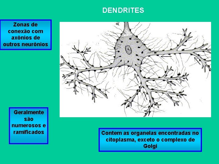 DENDRITES Zonas de conexão com axônios de outros neurônios Geralmente são numerosos e ramificados