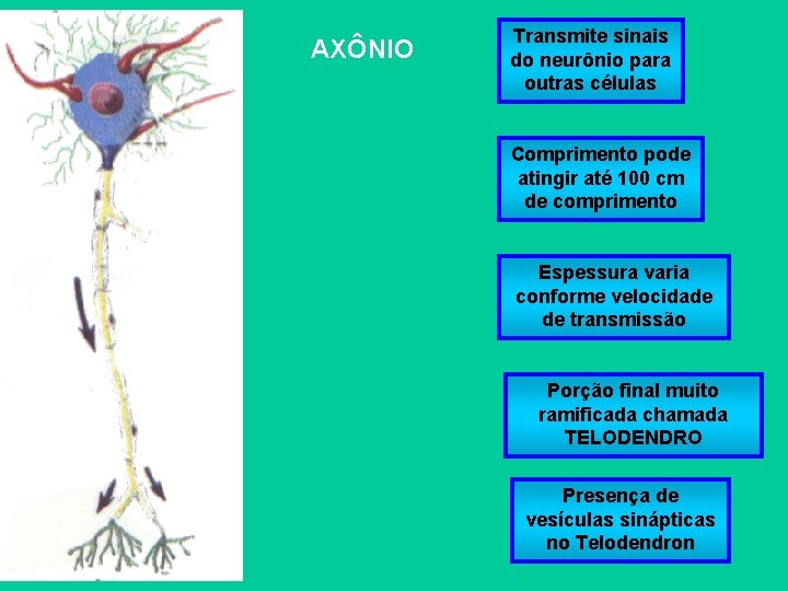 AXÔNIO Transmite sinais do neurônio para outras células Comprimento pode atingir até 100 cm