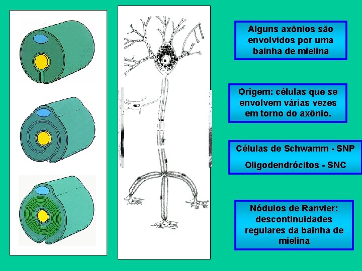 Alguns axônios são envolvidos por uma bainha de mielina Origem: células que se envolvem