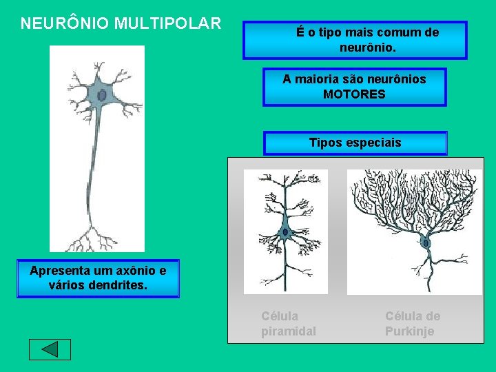 NEURÔNIO MULTIPOLAR É o tipo mais comum de neurônio. A maioria são neurônios MOTORES