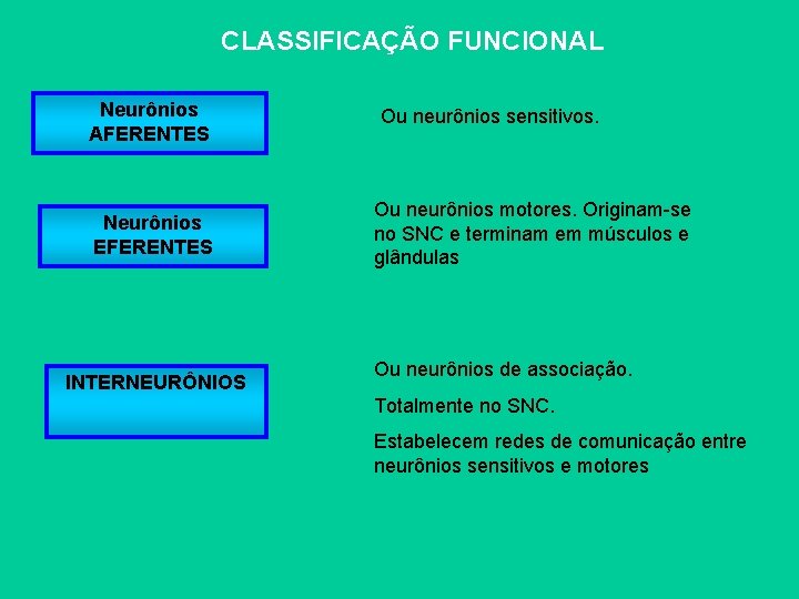 CLASSIFICAÇÃO FUNCIONAL Neurônios AFERENTES Neurônios EFERENTES INTERNEURÔNIOS Ou neurônios sensitivos. Ou neurônios motores. Originam-se