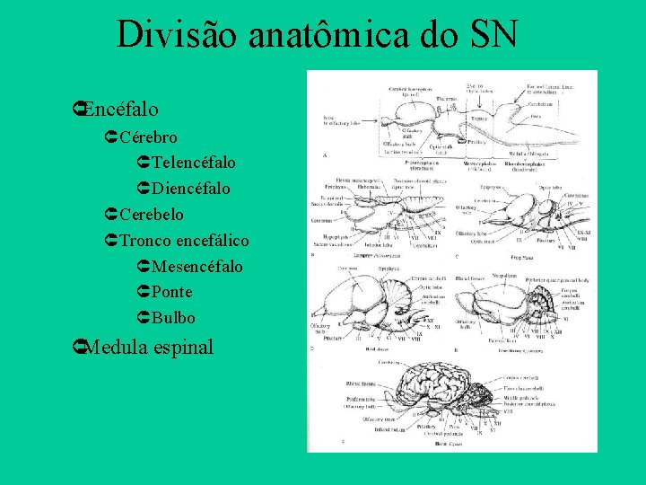 Divisão anatômica do SN ÛEncéfalo ÛCérebro ÛTelencéfalo ÛDiencéfalo ÛCerebelo ÛTronco encefálico ÛMesencéfalo ÛPonte ÛBulbo