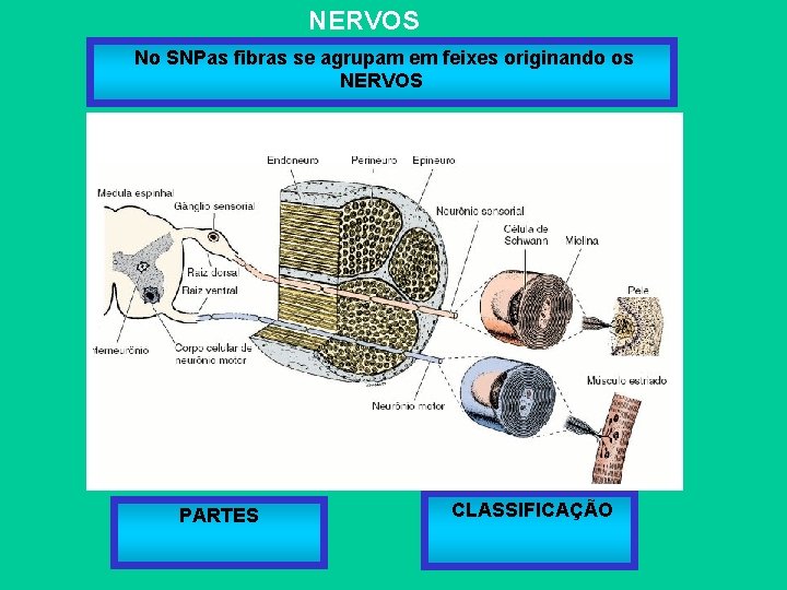 NERVOS No SNPas fibras se agrupam em feixes originando os NERVOS PARTES CLASSIFICAÇÃO 