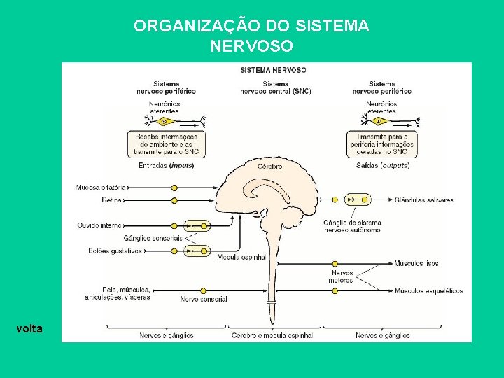 ORGANIZAÇÃO DO SISTEMA NERVOSO volta 