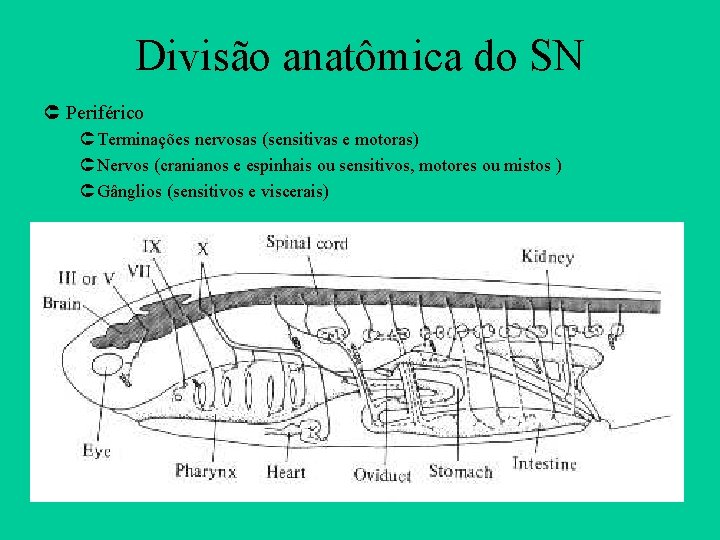 Divisão anatômica do SN Û Periférico Û Terminações nervosas (sensitivas e motoras) Û Nervos
