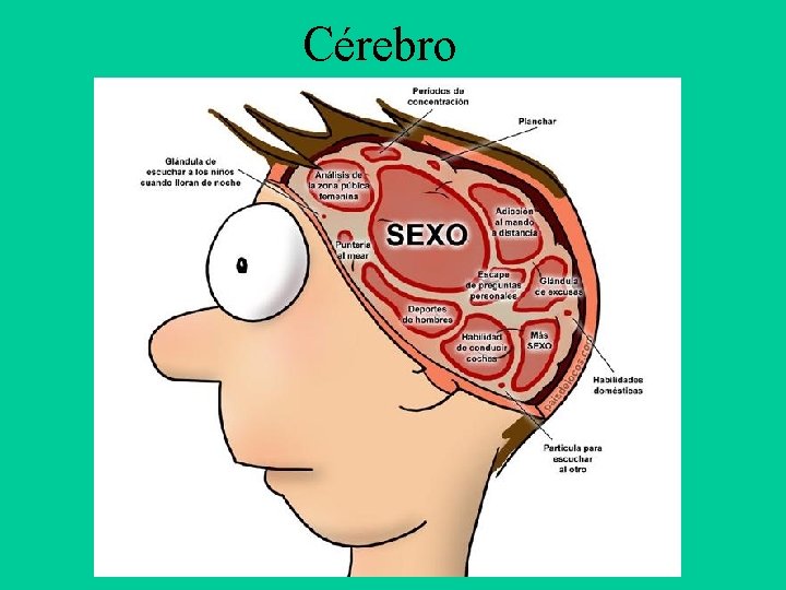Cérebro 
