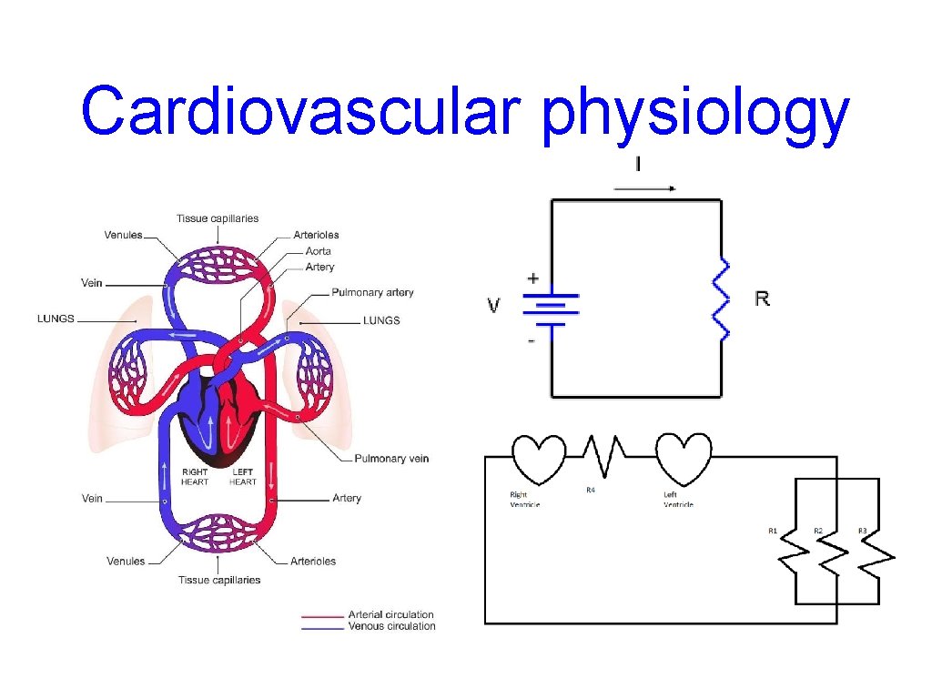 Cardiovascular physiology Cardiovascular physiology