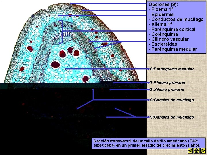 1: Epidermis Opciones (9): - 2: Floema 1º Colénquima - 3: Parénquima Epidermis cortical