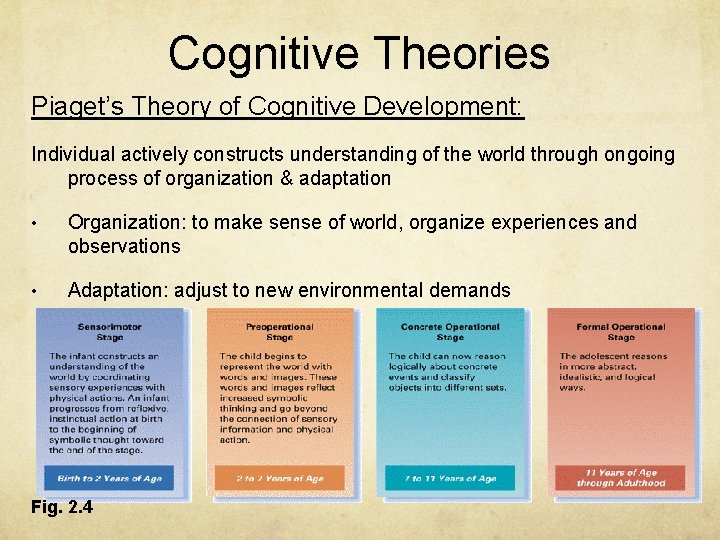 Cognitive Theories Piaget’s Theory of Cognitive Development: Individual actively constructs understanding of the world Cognitive Theories Piaget’s Theory of Cognitive Development: Individual actively constructs understanding of the world