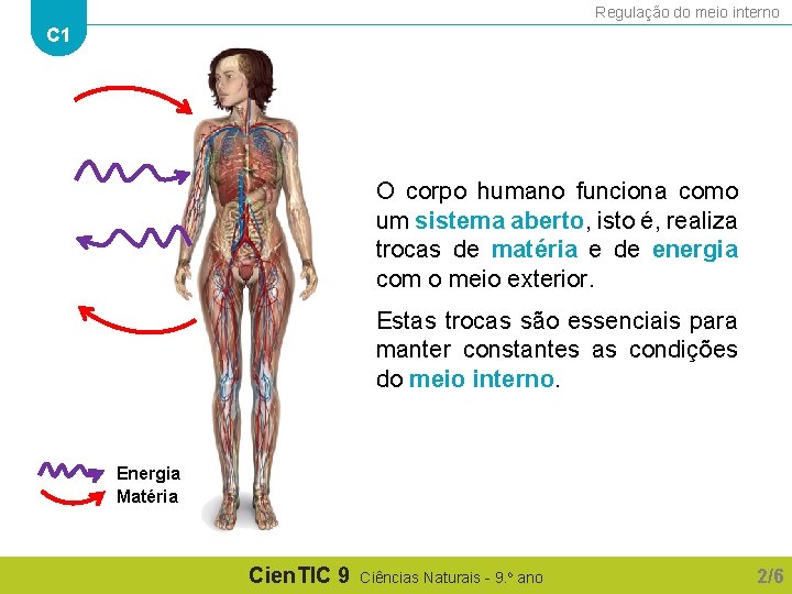 Regulação do meio interno C 1 O corpo humano funciona como um sistema aberto,