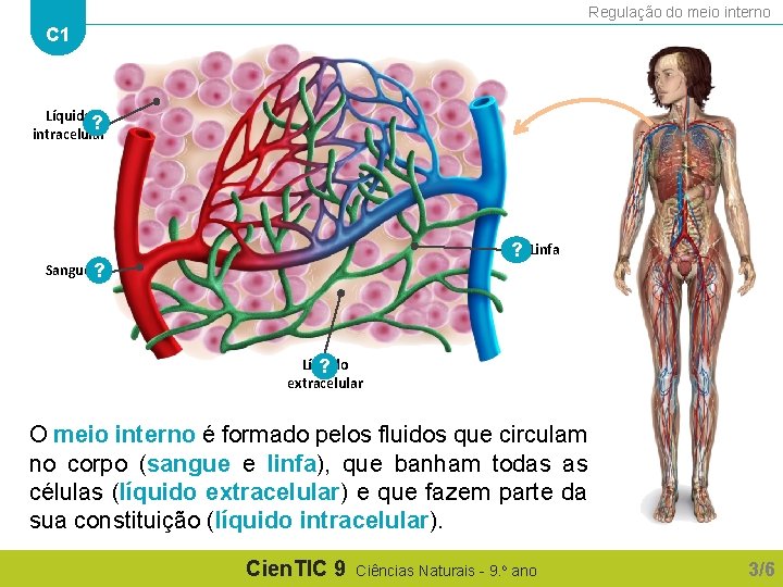 Regulação do meio interno C 1 Líquido ? intracelular ? Sangue ? Linfa Líquido