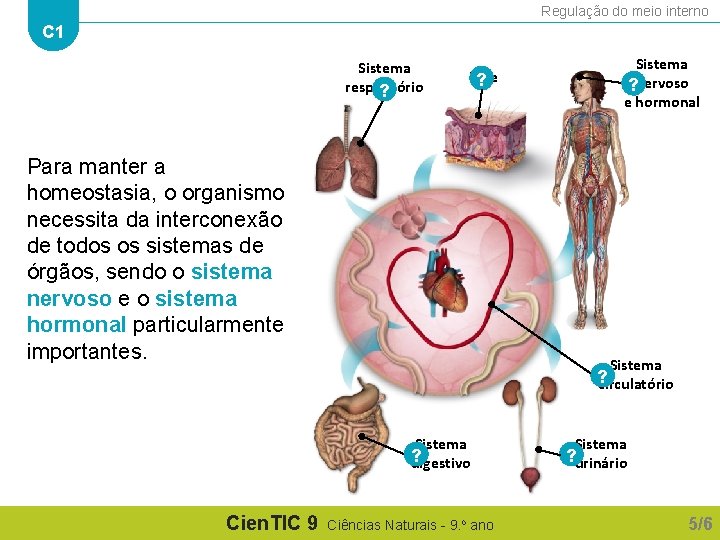 Regulação do meio interno C 1 Sistema respiratório ? Pele ? Para manter a