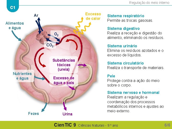 Regulação do meio interno C 1 Excesso de calor Ar Alimentos e água Sistema