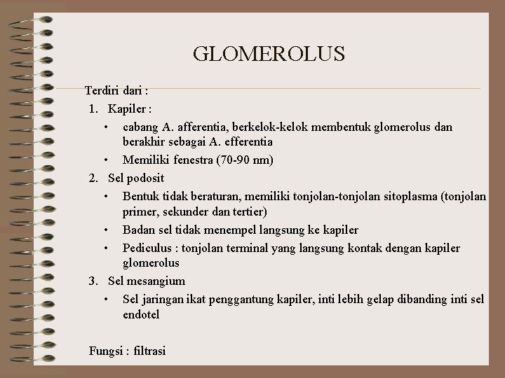 GLOMEROLUS Terdiri dari : 1. Kapiler : • cabang A. afferentia, berkelok-kelok membentuk glomerolus