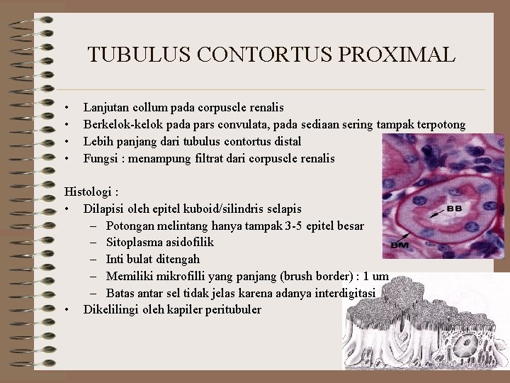 TUBULUS CONTORTUS PROXIMAL • • Lanjutan collum pada corpuscle renalis Berkelok-kelok pada pars convulata,