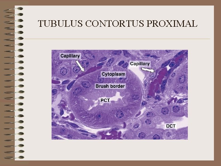 TUBULUS CONTORTUS PROXIMAL 