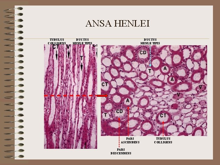 ANSA HENLEI TUBULUS COLLIGENS DUCTUS HENLE TIPIS PARS ASCENDENS PARS DESCENDENS TUBULUS COLLIGENS 