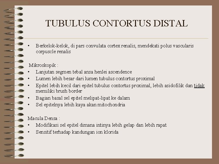 TUBULUS CONTORTUS DISTAL • Berkelok-kelok, di pars convulata cortex renalis, mendekati polus vascularis corpuscle