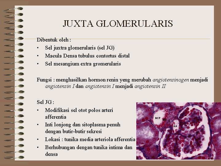JUXTA GLOMERULARIS Dibentuk oleh : • Sel juxtra glomerularis (sel JG) • Macula Densa
