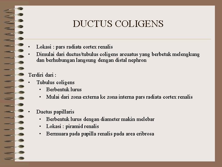 DUCTUS COLIGENS • • Lokasi : pars radiata cortex renalis Dimulai dari ductus/tubulus coligens