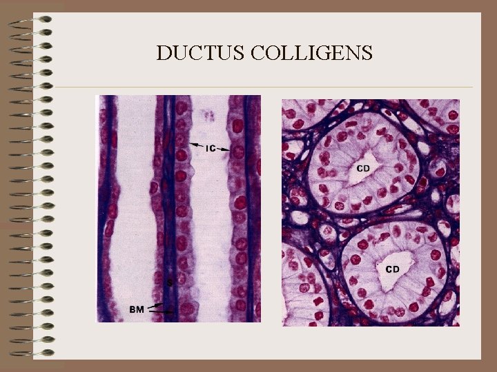 DUCTUS COLLIGENS 
