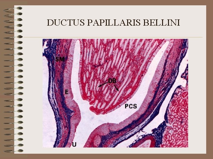 DUCTUS PAPILLARIS BELLINI 
