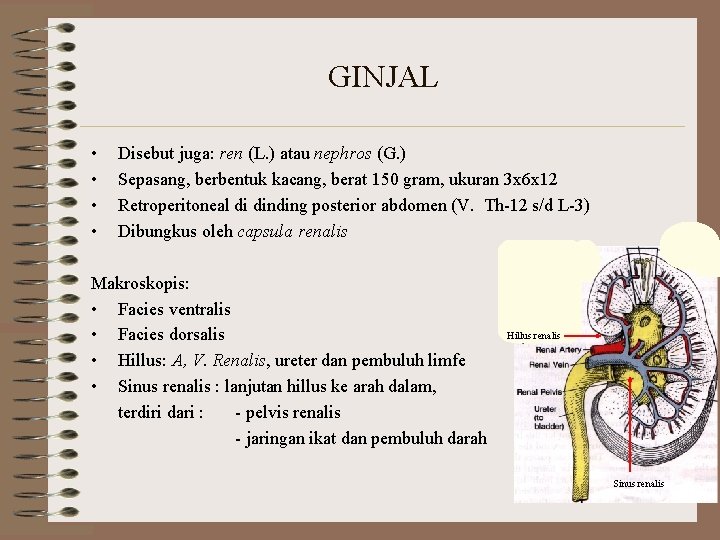 GINJAL • • Disebut juga: ren (L. ) atau nephros (G. ) Sepasang, berbentuk