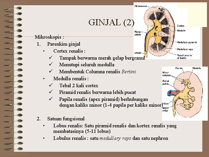 GINJAL (2) Mikroskopis : 1. Parenkim ginjal • Cortex renalis : ü Tampak berwarna
