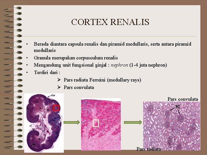 CORTEX RENALIS • • Berada diantara capsula renalis dan piramid medullaris, serta antara piramid