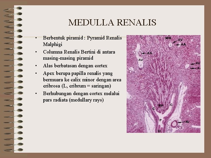 MEDULLA RENALIS • • • Berbentuk piramid : Pyramid Renalis Malphigi Columna Renalis Bertini