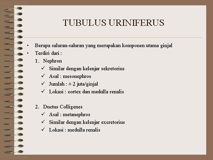 TUBULUS URINIFERUS • • Berupa saluran-saluran yang merupakan komponen utama ginjal Terdiri dari :
