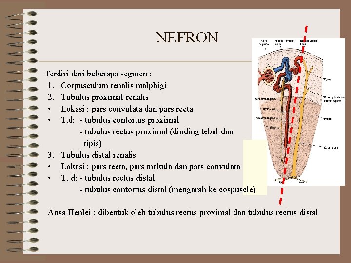NEFRON Terdiri dari beberapa segmen : 1. Corpusculum renalis malphigi 2. Tubulus proximal renalis