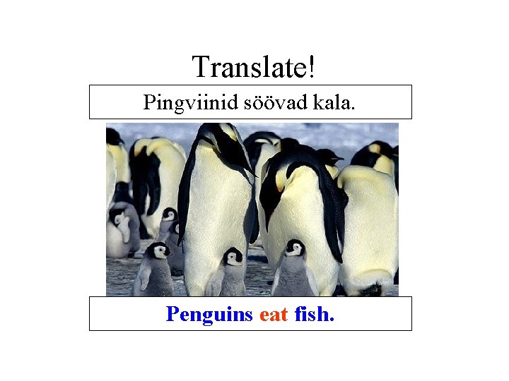 Translate! Pingviinid söövad kala. Penguins eat fish. Translate! Pingviinid söövad kala. Penguins eat fish.