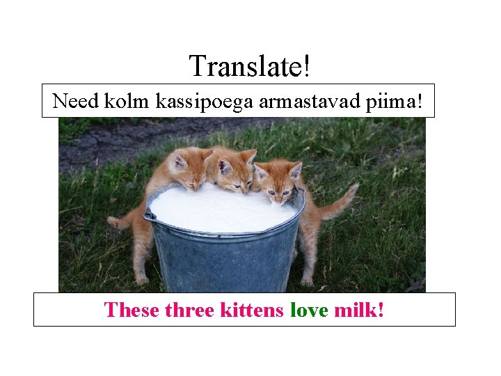 Translate! Need kolm kassipoega armastavad piima! These three kittens love milk! Translate! Need kolm kassipoega armastavad piima! These three kittens love milk!